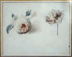 Étude de rose Aquarelle par Pierre Joseph Redouté (1759-1840) 19e siècle Malmaison, musée du château. - Pierre Joseph Redouté