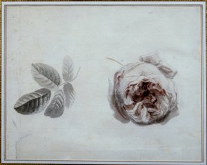 Étude de rose Aquarelle par Pierre Joseph Redouté (1759-1840) 19e siècle Malmaison, musée du château.
