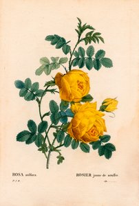 Rose soufre, Rosa hemisphaerica, Rose jaune soufre. Gravure en taille-douce en couleur de Pierre Joseph Redouté, « Les Roses », Paris - Pierre Joseph Redouté