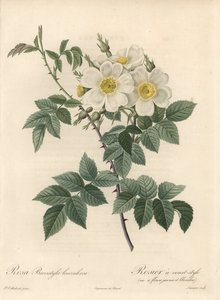 Rosier à style court, variété à fleurs jaunes et blanches (eau-forte de Langlois Charlin, d