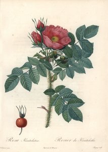 Églantier ou rose de Kamtchatka - Eau forte de Chapuy, d