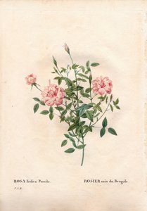 Rose Rouletii - Pierre Joseph Redouté