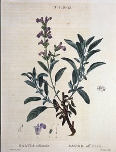 Sauge officinale - dans "Nouveau Duhamel ou traité des arbres et arbustes cultivés en France", dessins de P.J. Redouté et P. Bessa, Paris