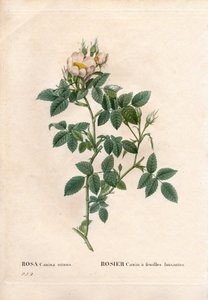 Églantier à feuilles brillantes, Rosa canina variété, Églantier à feuilles brillantes. Gravure en taille-douce coloriée à la main de Pierre Joseph Redouté « Les Roses », Paris