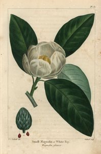 Petit magnolia ou laurier blanc, Magnolia glauca