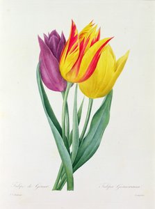 Tulipa Gesneriana