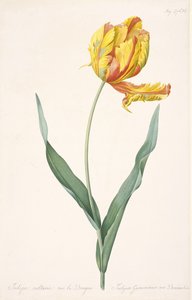 Tulipa Gesneriana var. Dracontia Tulipe perroquet, 1816 - Pierre Joseph Redouté