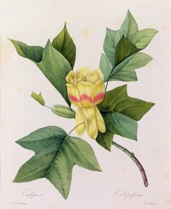 Tulipifera - Pierre Joseph Redouté