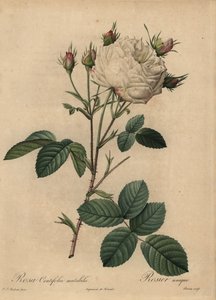 Rose chou blanche et rose, Rosa centifolia - Pierre Joseph Redouté