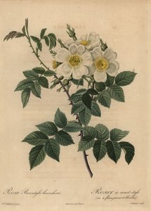 Églantier blanc, Rosa stylosa