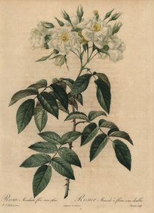 Rose musquée blanche, Rosa moschata - Pierre Joseph Redouté