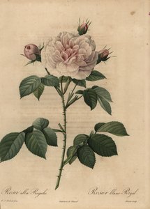 Rose hybride royale blanche, Rosa alba