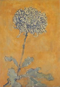 Chrysanthème