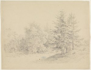 Vue de forêt avec des pins