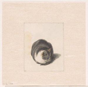 Chat assis, vu de face