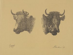 Deux têtes de taureaux