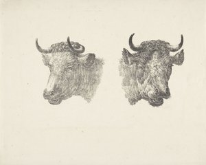 Deux têtes de taureaux