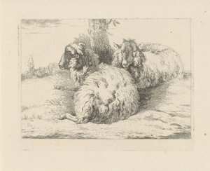 Moutons couchés