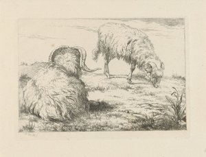 Deux béliers dans le pré