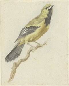 Oriole jaune (Icterus nigrogularis) - Pieter Gevers