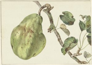 Poire sur une branche - Pieter Gevers