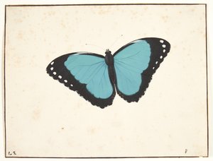 Un papillon exotique