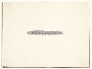 Chenille de papillon de nuit
