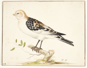 Un bruant des neiges (plectrophenax nivalis)