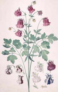 Une columbine ou bonnet de grand-mère..., avec études supplémentaires de fleurs, milieu-fin du XVIIe siècle - Pieter Holsteyn the Younger