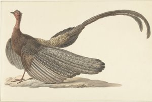 Faisan Argus - Pieter Pietersz. Barbiers