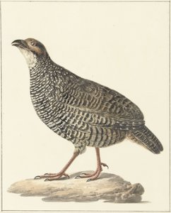 Francolin chinois (Excalfactoria chinensis)
