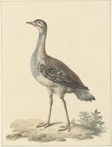 Outarde de Denham (Neotis denhami)