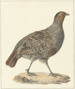 Perdrix