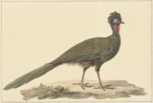 Pénélope, sur le sol