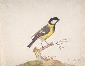 Une mésange charbonnière Parus major perchée sur une branche, 1670-93 - Pieter Withoos