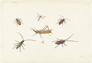 Feuille avec sept insectes différents - Pieter Withoos