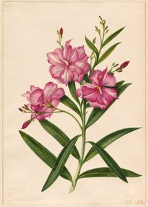 Laurier-rose pourpre