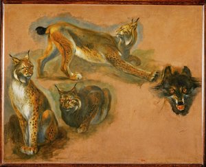Un lynx, tête de loup (peinture sur toile) - Pieter or Peter Boel
