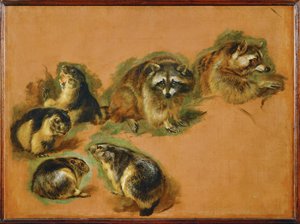 Marmottes et ratons laveurs (peinture sur toile) - Pieter or Peter Boel