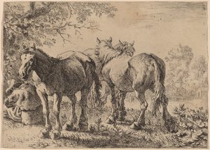Trois chevaux dans un champ