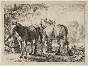 Trois chevaux dans un champ - Pieter van Laer