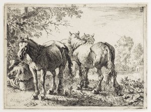 Trois chevaux dans un champ