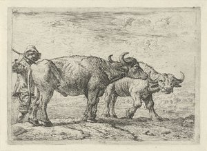 Deux buffles et un berger - Pieter van Laer