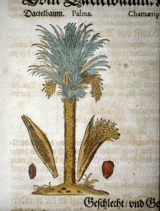 Planche botanique : Palmier avec dattes - Dans « herbarium mattioli ».