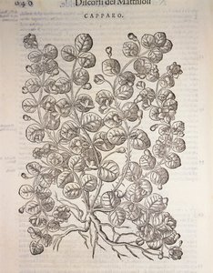 Câprier (Capparis spinosa), gravure par Pier Andrea Mattioli