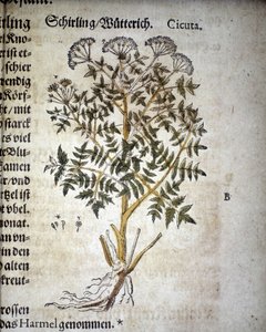 Ciguë - Dans "Herbarium Mattioli".