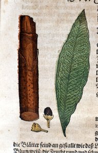 Cinnamome. Gravure - dans « Kreutterbuch Dess Hochgelehrten unnd weitberuhmten Herrn D. Petri Andreae Matthioli » par Pietro Andrea Mattioli (Matthiole) (1500-1577). Francfort