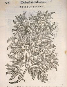 Néflier commun (Mespilus germanica), gravure par Pier Andrea Mattioli