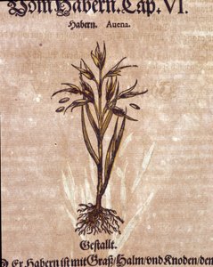 Herbier : avoine. Gravure dans "Kreutterbuch Dess Hochgelehrten unnd weitberuhmten Herrn D. Petri Andreae Matthioli" par Pietro Andrea Mattioli