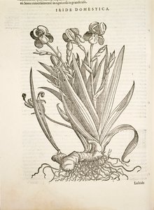 Iris (Iride domestica), gravure par Pier Andrea Mattioli
